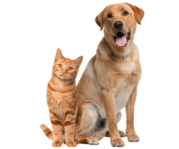 kattochhund